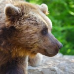 Niedźwiedź zaatakował żołnierzy. Gaz pieprzowy niewiele pomógł