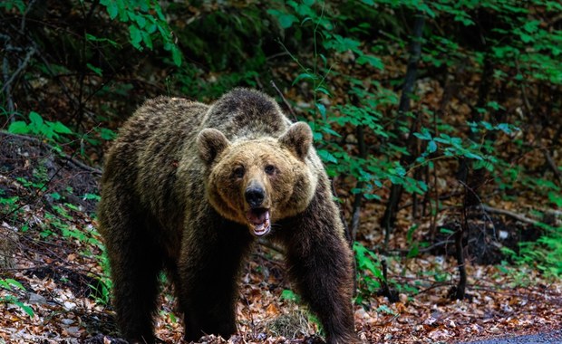 Niedźwiedź zabił 19-latkę w Rumunii. Będzie nadzwyczajna sesja parlamentu