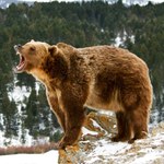 Niedźwiedź zabił dwoje turystów w Kanadzie. Agresywne zwierzę zostało zastrzelone