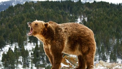 Niedźwiedź zabił dwoje turystów w Kanadzie. Agresywne zwierzę zostało zastrzelone