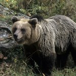 Niedźwiedź zaskoczył w górach. Mężczyzna spadł w przepaść