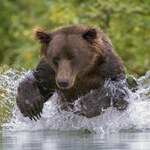 Niedźwiedź ze Słowacji porwał byka z zagrody "Wilk nie dałby sobie rady"