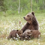 Niedźwiedź zranił rowerzystę na Słowacji. Samica była z trzema młodymi