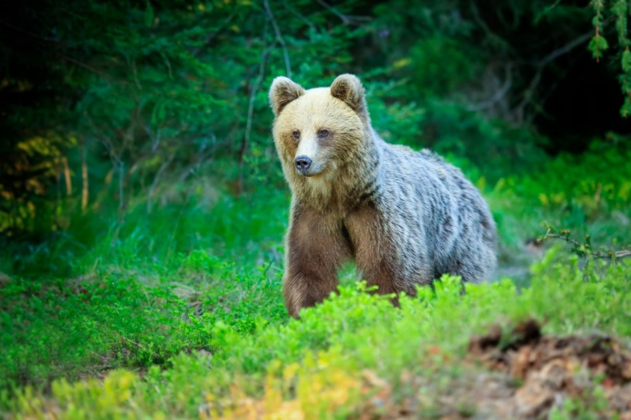 Niedźwiedź /Shutterstock