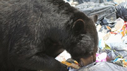 Niedźwiedzi problem i zgoda na odstrzał. Do miast wejdą myśliwi