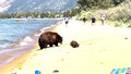 Niedźwiedzia rodzina nad jeziorem. Zobacz
