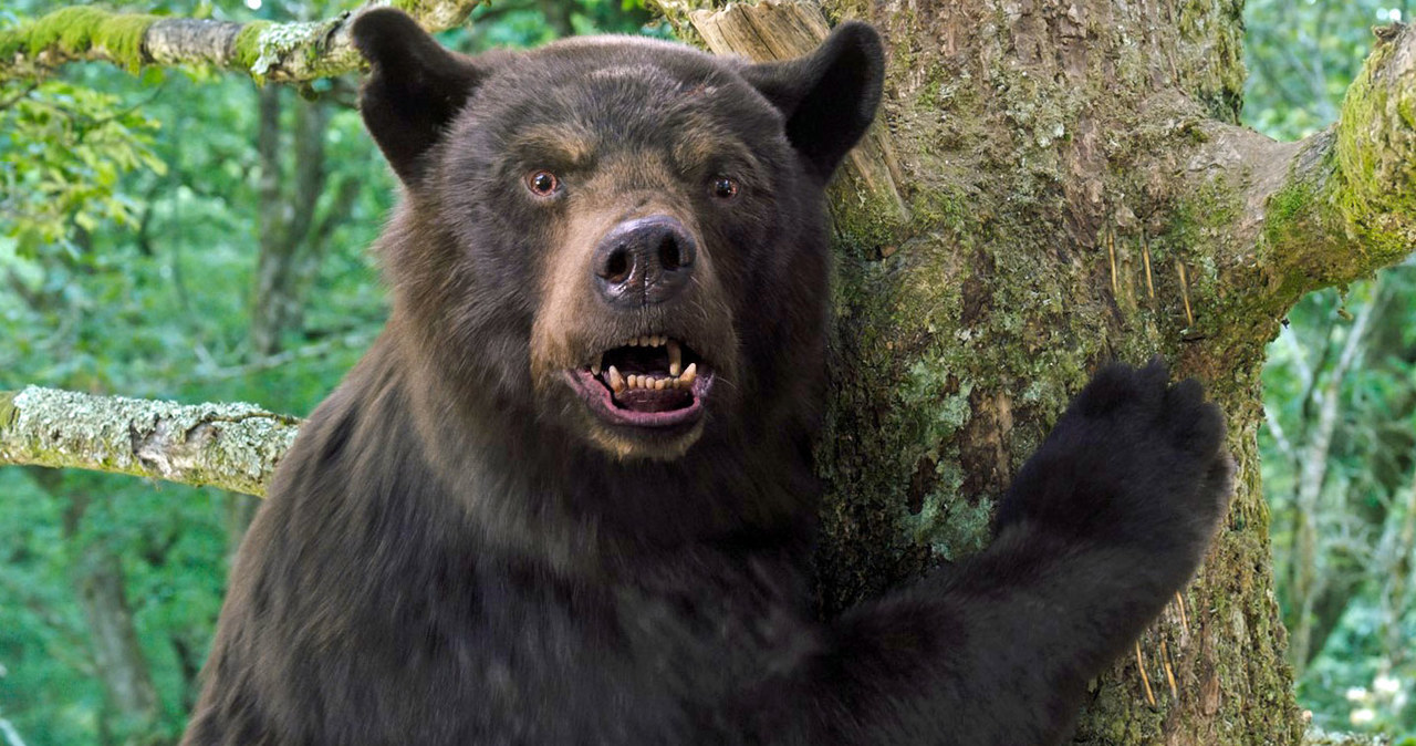 Niedźwiedzia w "Kokainowym misiu" "zagrał" Allan Henry /UIP /materiały prasowe