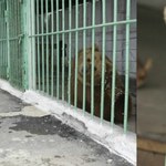 ​Niedźwiedzica Ekaterina: Karę dożywocia musi odsiadywać z ludźmi