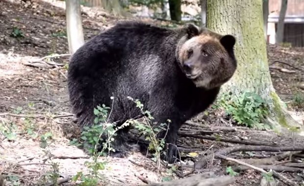 Niedźwiedzica Gienia zbudowała w zoo gawrę. "Sprawa absolutnie wyjątkowa"