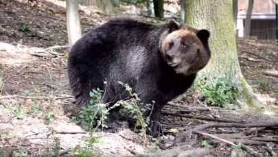 Niedźwiedzica Gienia zbudowała w zoo gawrę. "Sprawa absolutnie wyjątkowa"