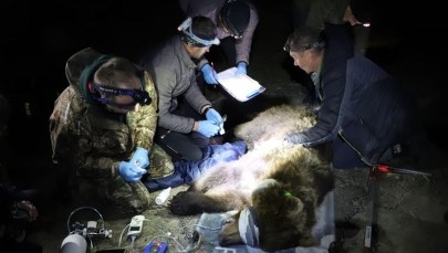 Niedźwiedzica harcowała w pasiekach. Czesi wezwali na pomoc polskich przyrodników