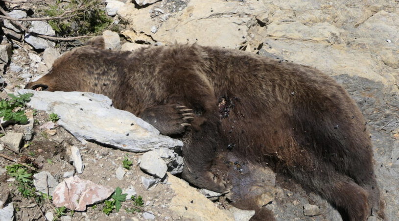 Niedźwiedzica prawdopodobnie upadła z wysokości /www.tanap.sk /materiały prasowe