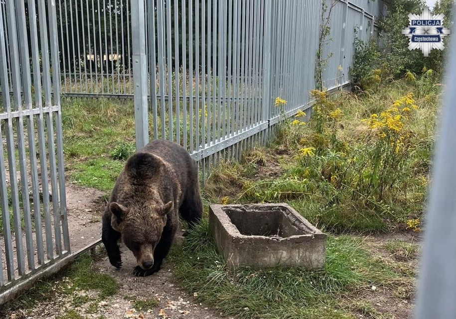NIedźwiedzica przebywała w Polsce od 2014 roku /slaska.policja.pl /Policja