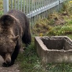 Niedźwiedzica przetrzymywana pod Częstochową. Nowe fakty