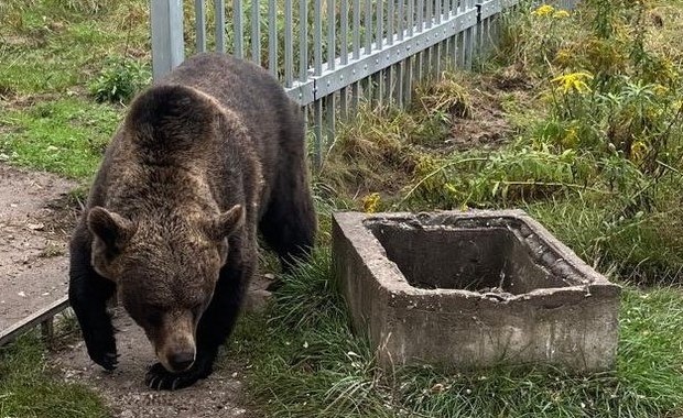 Niedźwiedzica przetrzymywana pod Częstochową. Nowe fakty