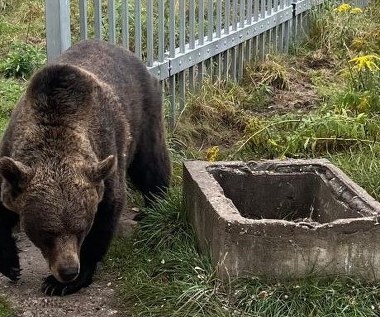 Niedźwiedzica przetrzymywana pod Częstochową. Nowe fakty