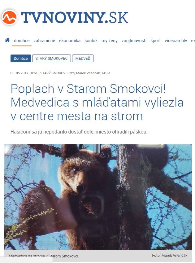 Niedźwiedzica z małymi boi się zejść z drzewa /Zrzut ekranu