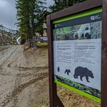 Niedźwiedzica z małymi w Tatrach. Popularny szlak zamknięty