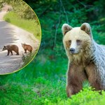 Niedźwiedzica z młodymi na szlaku. Turyści zachowali się wzorowo