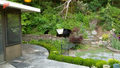 Niedźwiedzica z młodymi skorzystali z fontanny w ogrodzie