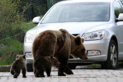 Niedźwiedzica z młodymi spędziła kilka godzin na drzewie