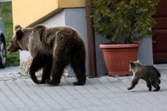 Niedźwiedzica z młodymi spędziła kilka godzin na drzewie