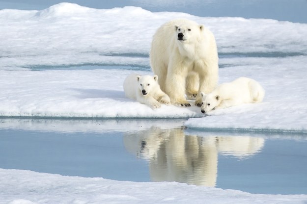 Niedźwiedzica z młodymi w norweskiej Arktyce w Svalbard /Shutterstock