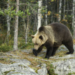 Niedźwiedzica zaatakowała myśliwego. Protesty we Francji