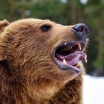Niedźwiedzica zaatakowała zoo, zabiła zwierzęta. Zapadła decyzja