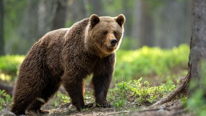 Niedźwiedzie aktywne i niebezpieczne. Ważna decyzja nadleśnictw