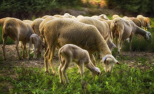 Niedźwiedzie atakują stada owiec w Pirenejach. Hodowcy protestują