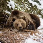 ​Niedźwiedzie budzą się z zimowego snu. O czym muszą pamiętać turyści?