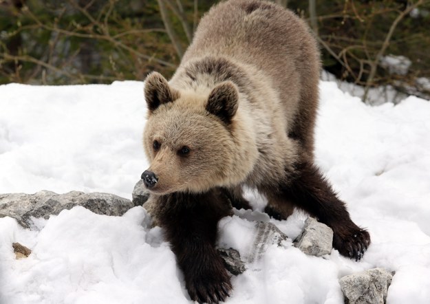 Niedźwiedzie budzą się ze snu zimowego /Grzegorz Momot /PAP