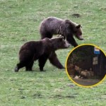 Niedźwiedzie buszują w śmietniku w Zakopanem. Zobacz nagranie!