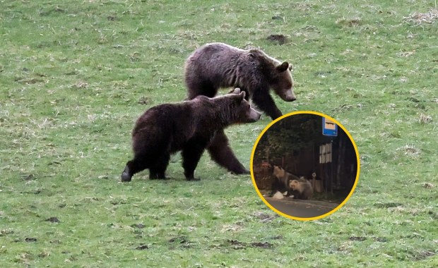 Niedźwiedzie buszują w śmietniku w Zakopanem. Zobacz nagranie!