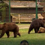 Niedźwiedzie Chip i Dale zamieszkały w polskim zoo