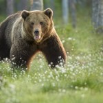 Niedźwiedzie coraz bardziej zuchwałe. Specjalna grupa zajmie się odstraszaniem