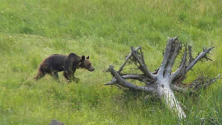 Niedźwiedzie coraz częściej widywane są w pobliżu zabudowań /Polsat News /Polsat News