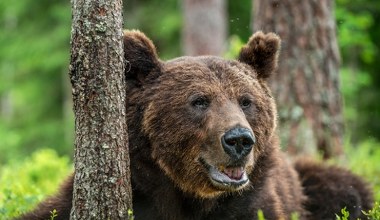 Niedźwiedzie mogą się w każdej chwili wybudzić. Nie śpią głęboko