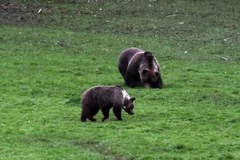 Niedźwiedzie na polanie w rejonie Kuźnic w Zakopanem