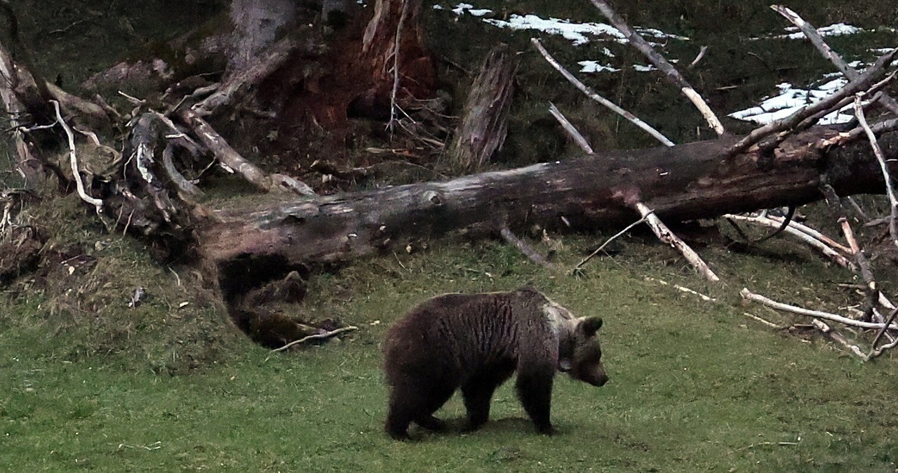 Niedźwiedzie na polanie w rejonie Kuźnic w Zakopanem