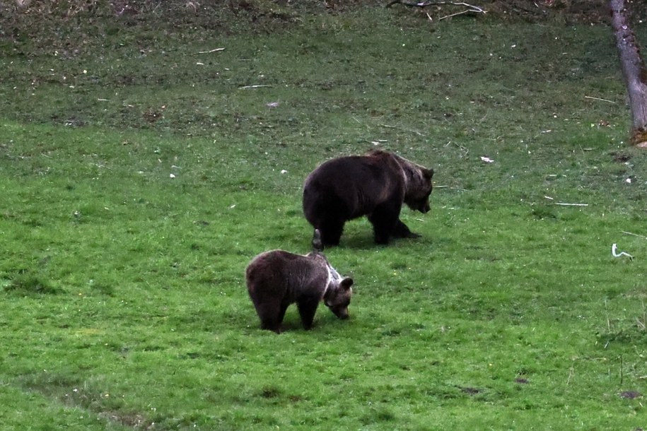 Niedźwiedzie na Polanie w rejonie Kuźnic w Zakopanem / 	Grzegorz Momot    /PAP