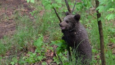 Niedźwiedzie na śmietnikach i cmentarzach. Co robić, by nie narazić się na kontakt z drapieżnikiem?