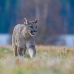 Niedźwiedzie okradają wielkie koty. Pumy bronią się w sprytny sposób