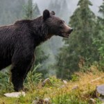 Niedźwiedzie podchodzą coraz bliżej. Specjalne śmietniki leżą w magazynach