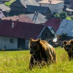 Niedźwiedzie podchodzą do domów w gminie Cisna. Jest nowy plan działań