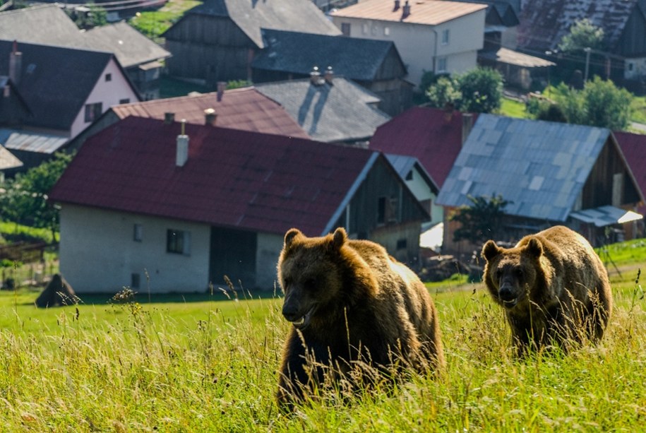 Niedźwiedzie podchodzą do ludzkich siedlisk /Shutterstock