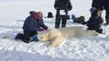 Niedźwiedzie polarne coraz bardziej niebezpieczne