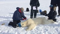 Niedźwiedzie polarne coraz bardziej niebezpieczne