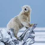 Niedźwiedzie polarne mają bolesne rany. Kaleczy je to, co powinno im służyć